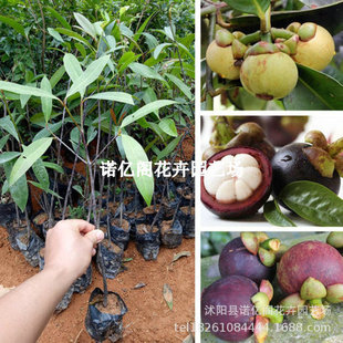 ɽ����玧��̩���o�˼޽ӹ������Ϸ��ļ�ͥԺ�ɷN����Y�������