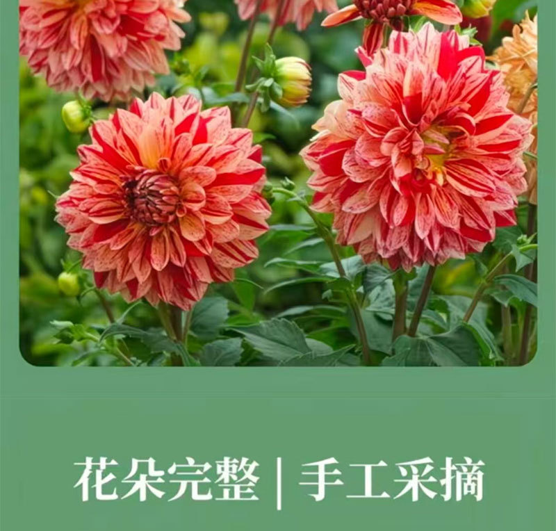 Seven-Color Chrysanthemum Qi Cai Ju Dried Flower Heads 70g Bottle Yunnan Herbal Tea quality and texture