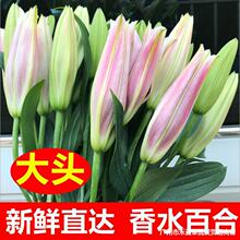 香水百合花 香水百合花品牌 图片 价格 香水百合花批发 阿里巴巴