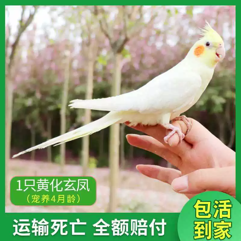 Попугай Xuanfeng для содержания и тренировок, обучение речи, домашний питомец, пара птиц может содержаться вместе