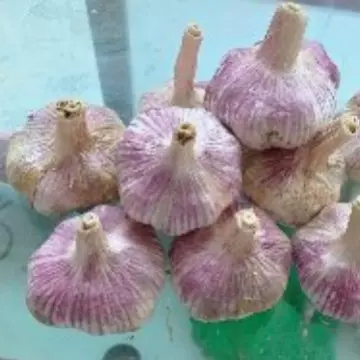 金乡大蒜源头工厂批发，出口，代收代存代销冷库出租有机干蒜多瓣