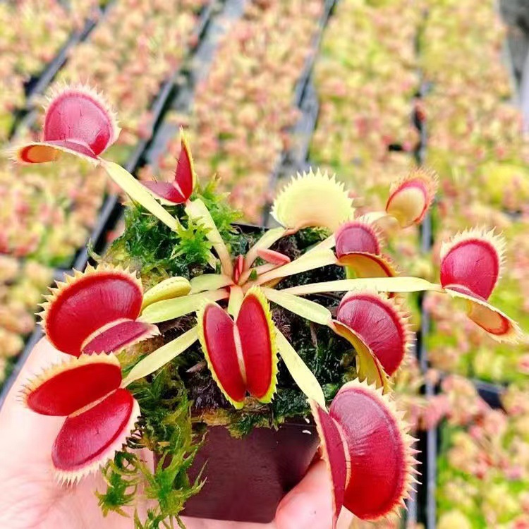 Fick Decula clip flytrap environ 1cm