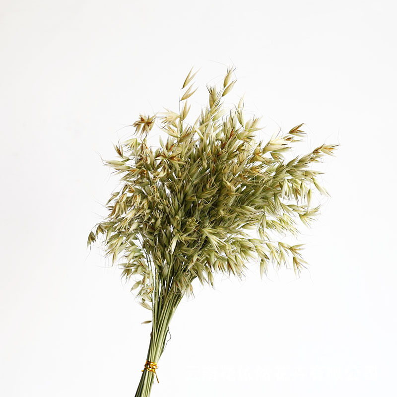 Flor seca Flor eterna Gypsophila Bola de oro No me olvides Flor seca Rosa hoja de eucalipto Pine Fruit Lover Grass al por mayor