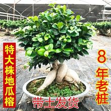 榕树盆栽老桩地瓜盆景造型大型苗木室内外庭院小叶榕人参