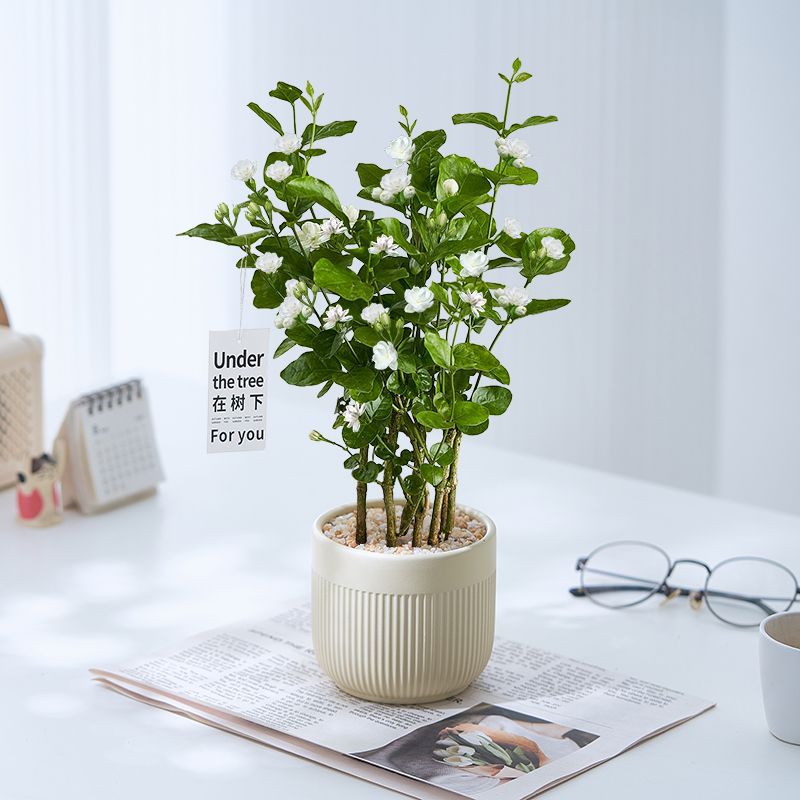重瓣茉莉花浓香型花苞盆景花卉盆栽绿植驱蚊虫四季开花好养包活