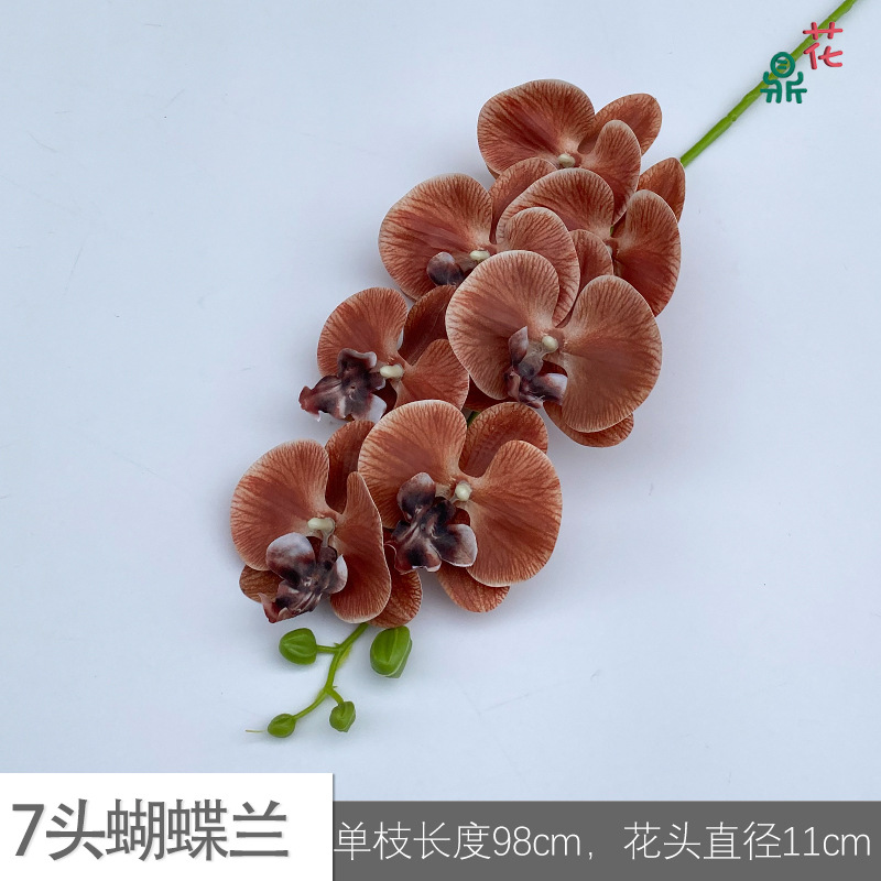 7 phalaenopsis GFG #9 다크 브라운