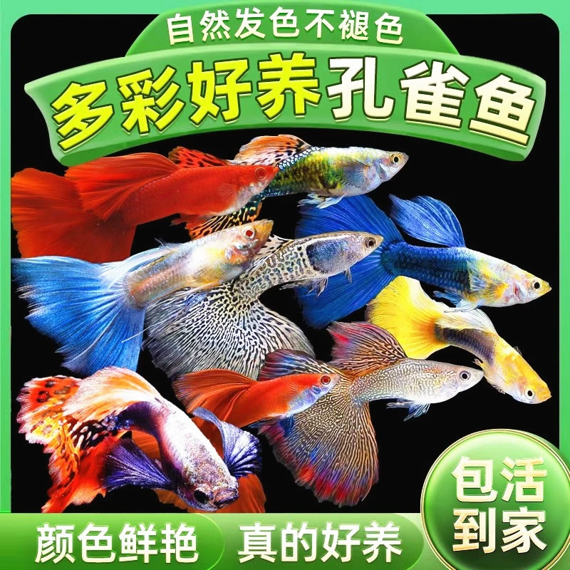Живые тропические чистокровные рыбки-гуппи, мальки пресноводных небольших, легко разводимых декоративных рыб, живородящих гуппи.