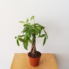 Y 10482 Money Tree Potted Plant ���������� ����ѷ�羳ŷ����