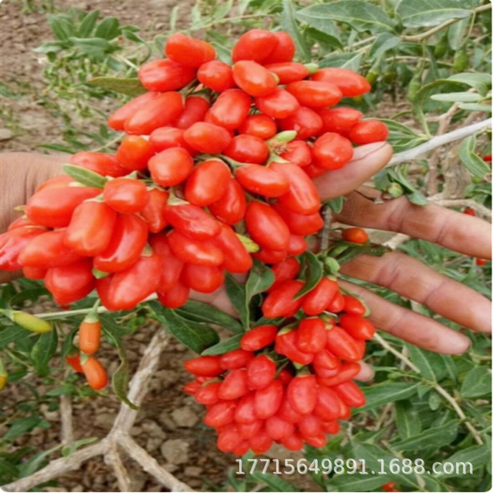 黑枸杞红枸杞树苗地栽食用南北方地栽盆栽水果黄枸杞当年结果树苗