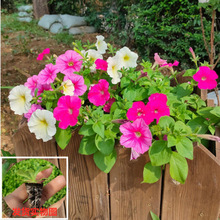 ����ţ ��ţ�� �������Ȼ� С����B�׻��ױ����͟��̨ͥԺ�Gֲ