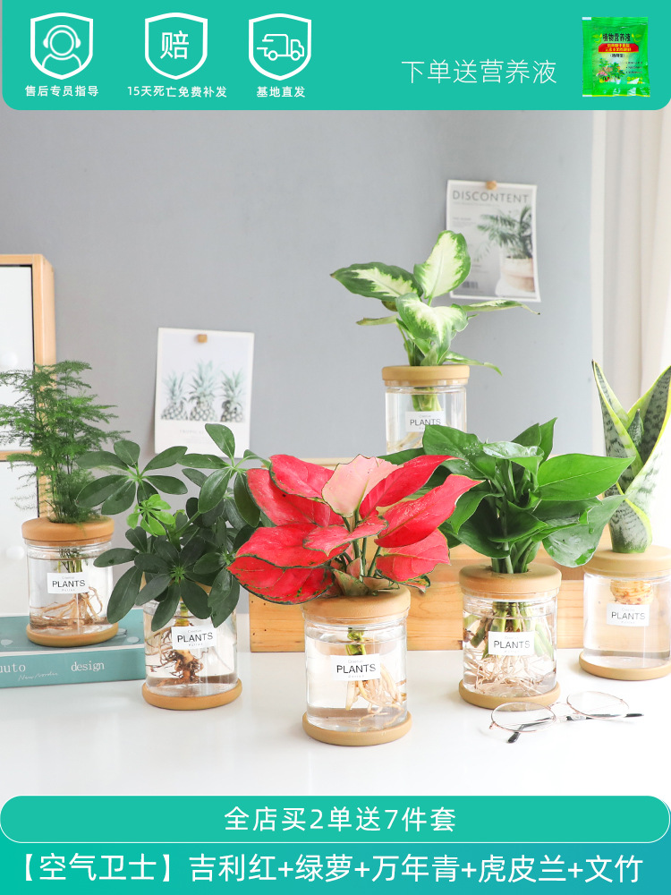 [에어가디언] 지리홍 + 청무 + 디펜바키아 + 팔방라이카이 + 타이거 난초 + 아스파라거스 아스파라거스