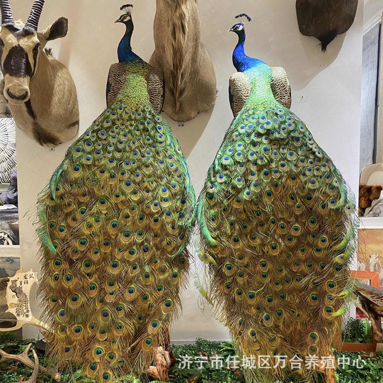 出售家居孔雀标本摆件 天然羽毛孔雀标本 真皮毛工艺品制作