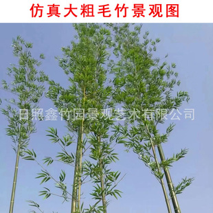 �������ӷ�����ë�������L��֦���^�b����ָ߷��L��֦������