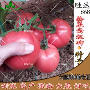 Large Pink Fruit Tomato Tomato Seeds Winter and Spring Seasons Greenhouse Vegetable Seeds Hard Pink High Yield Free Shipping Shengda 868