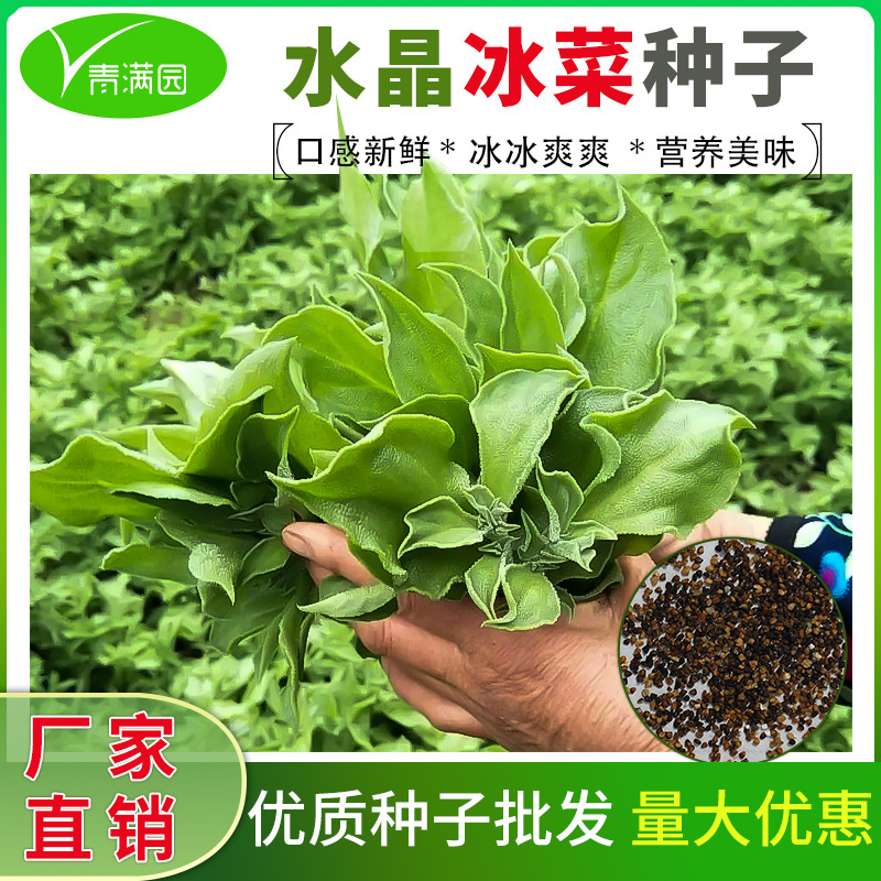 水晶冰菜种籽阳台盆栽蔬菜种子大全四季冰草苗秧秋冬种植青菜种孑