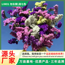 切花专用一年生高开花量勿忘我种子切花种子花海景观易发芽花籽