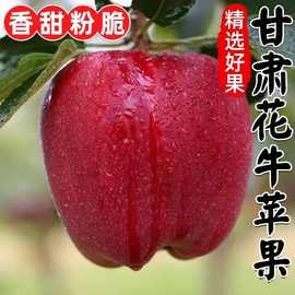 2025甘肃天水花牛苹果水果新鲜当季包邮孕妇平安果粉面甜整箱包邮