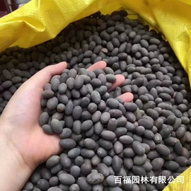 种子;其他园林植物;灌木