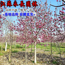 玉兰树紫玉兰树苗庭院种植室内盆栽气味芳香装饰点缀美化规格齐全