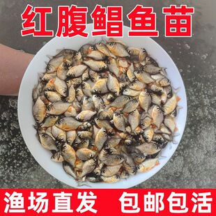 �ش�t�����K�~�絭ˮ�Bֳʳ�Â}�~����ʳ���ͻ��w�t�K�~���^�p�~