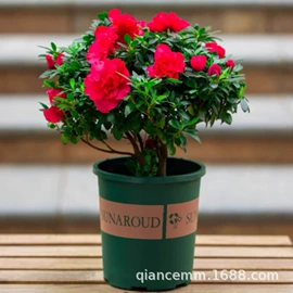 盆栽;种子;园林果树