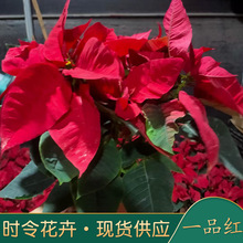 一品红大红花 真花盆栽 圣诞红植物一品红室内外花卉观叶绿植盆栽