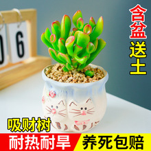 ��ؔ�����ֲ��M���҃��k����С���Ԏ��մɻ������Ϙ��߶˺��B��