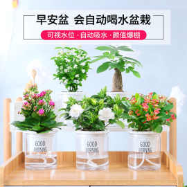 栀子花早安懒人盆栽绿植花卉茉莉花绿萝九里香发财树吊兰室内四季