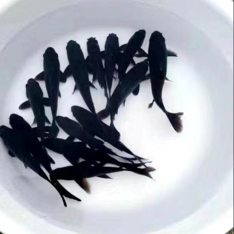 小金魚卸売、活魚、観賞魚、小卸売、鯉、鯉、三色赤白子頭、入門レベルの耐久性のあるヘアエクステンション|undefined