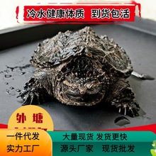 北美小鳄龟苗活物宠物龟观赏龟杂佛食肉龟水龟外塘凶猛小乌龟现代