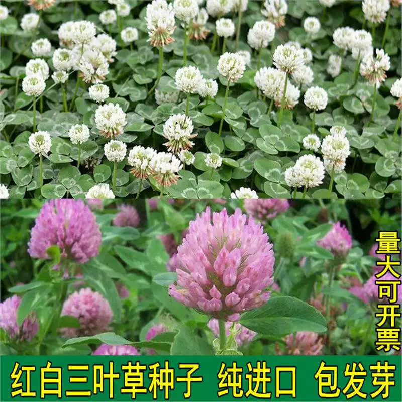 Семена белого клевера, семена красного клевера, семена вечнозеленого газона, семена зеленого удобрения для озеленения пастбищ, двора и сада