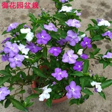 �pɫ�����������x��������ɫ������ζ�����҃Ȼ��ܾGֲ