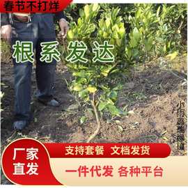 特大桔子树庭院柑桔树树苗砂糖桔橘子柑橘蜜桔当年结果盆栽地栽