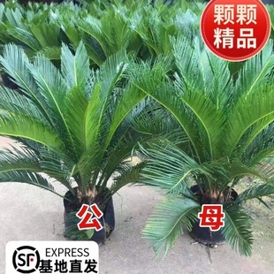 �F������С�����_�������辰�Gֲ��ĸһ���͏d�҃Ⱥ��Bֲ����T��