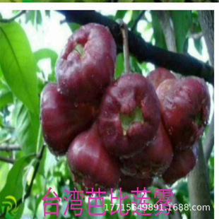 ɏ�F����̨���ڽ����޽Ӵ��~�tɏ�F����������Ե��԰ű�ɏ�F����