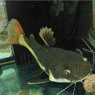 �Ꭷ�~ �����L�~ �����L �tβ�T ���^�T �tβ؈ ��ؔ؈ ���w�~