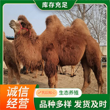 骆驼活体 出售景区观赏骑乘听话骆驼 活体双峰骆驼