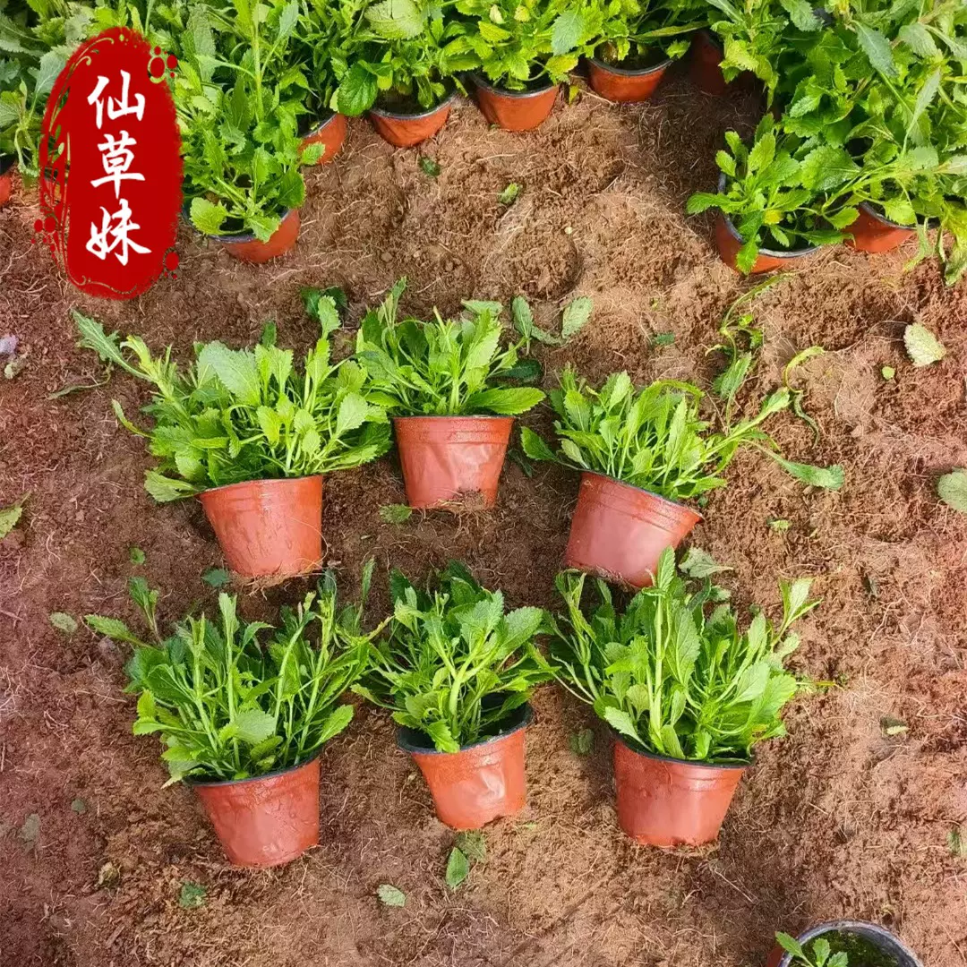 马鞭草苗青州基地批发花海景观宿根花卉柳叶马鞭草工程绿化马鞭草