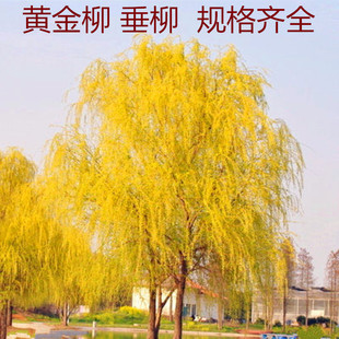 һ�����l�S���� ��z���� ����С�� ����֦�l ���������紹������