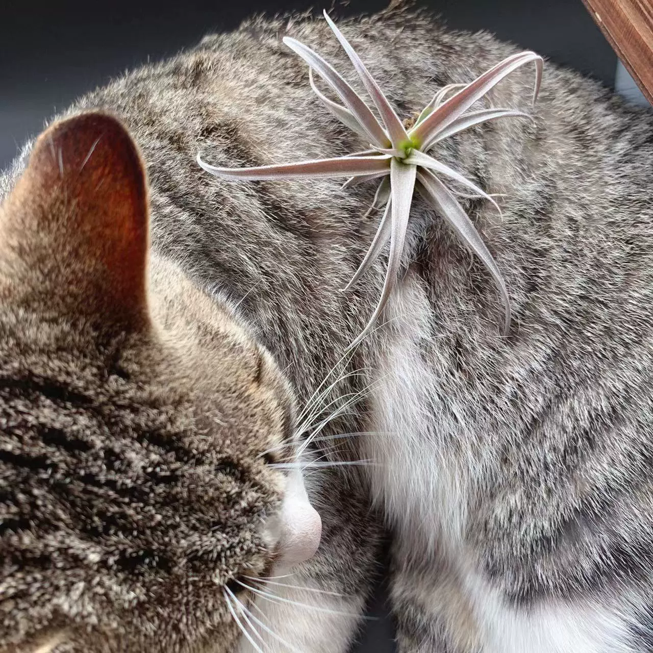 Шампанское T.chiapensis--База для прямых волос, воздушный ананас, беспочвенное растение Tillandsia, оптовая продажа, новинка зеленого растения