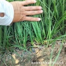 基地矮麦冬草坪沿边草植被绿化耐寒草坪庭院别墅四季青除草装修