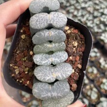 金蝉玉扇日本绿植盆栽景观多肉植物大棚批发龙舌兰仙人球十二卷