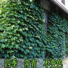 爬山虎爬藤植物四季三叶红色苗盆栽室内户外攀援爬墙虎