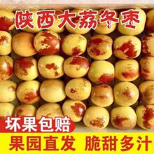 冬枣大荔冬枣5斤时令新鲜水果现摘现发脆甜鲜枣子孕妇青水果代发