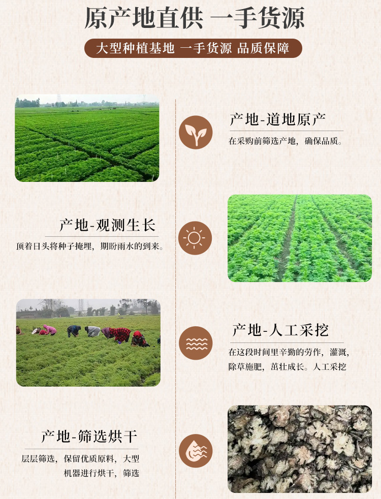 Chuan Xiong Sichuan Lovage Rhizome Slices Dried TCM Herb for Decoction and Tea 500g quality and texture