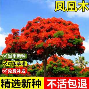 �P��ľ�N���ļ��׷N�P�˘������ͥԺ���^�L����N���^�p��������