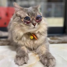 时尚狗狗猫咪宠物眼镜创意潮流拍照圆框小墨镜玩具公仔复古太阳镜
