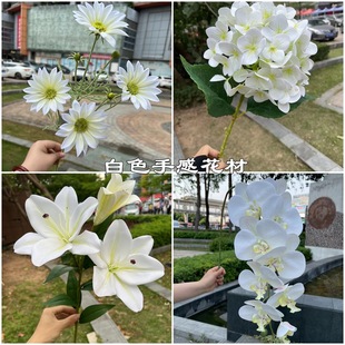 ���Q��ɫ���滨���l��ɫ��֧����õ��ĵ������ľ�����c�bٻ�