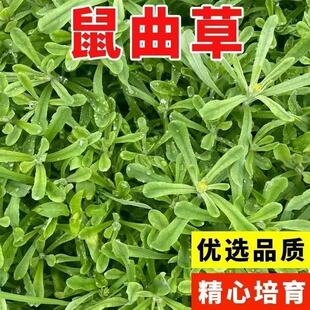 Ұ�������ݷN��һ�����ݱ�����������S���������˷�����ﰬ�޲�