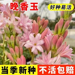 Tuberose Bulbs, Double-Flowered Large Flower Bulbs, Night-Blooming Flower Seedlings, Strong-Scented Perennial Courtyard Balcony Potted Florals